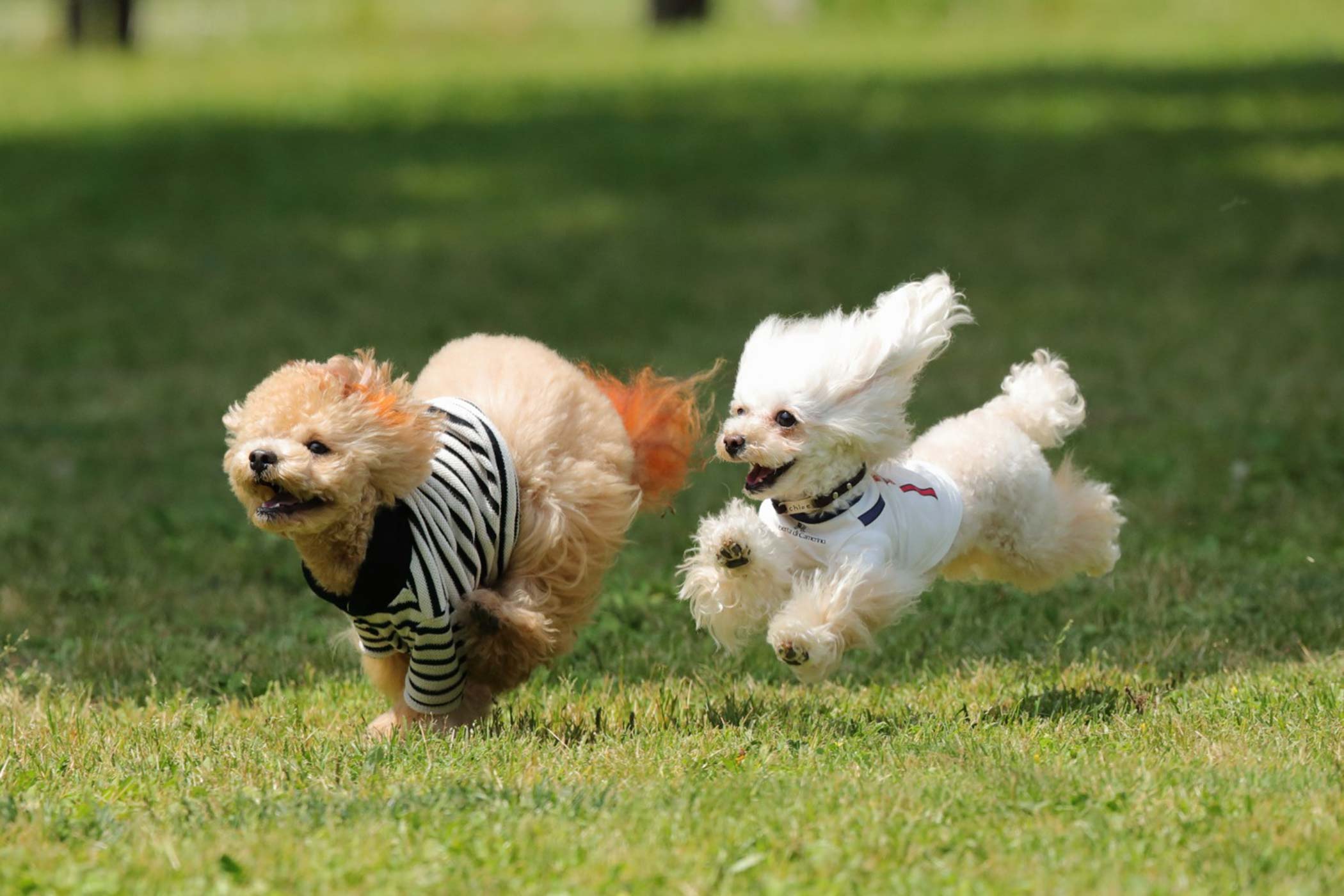 プライベートドッグラン