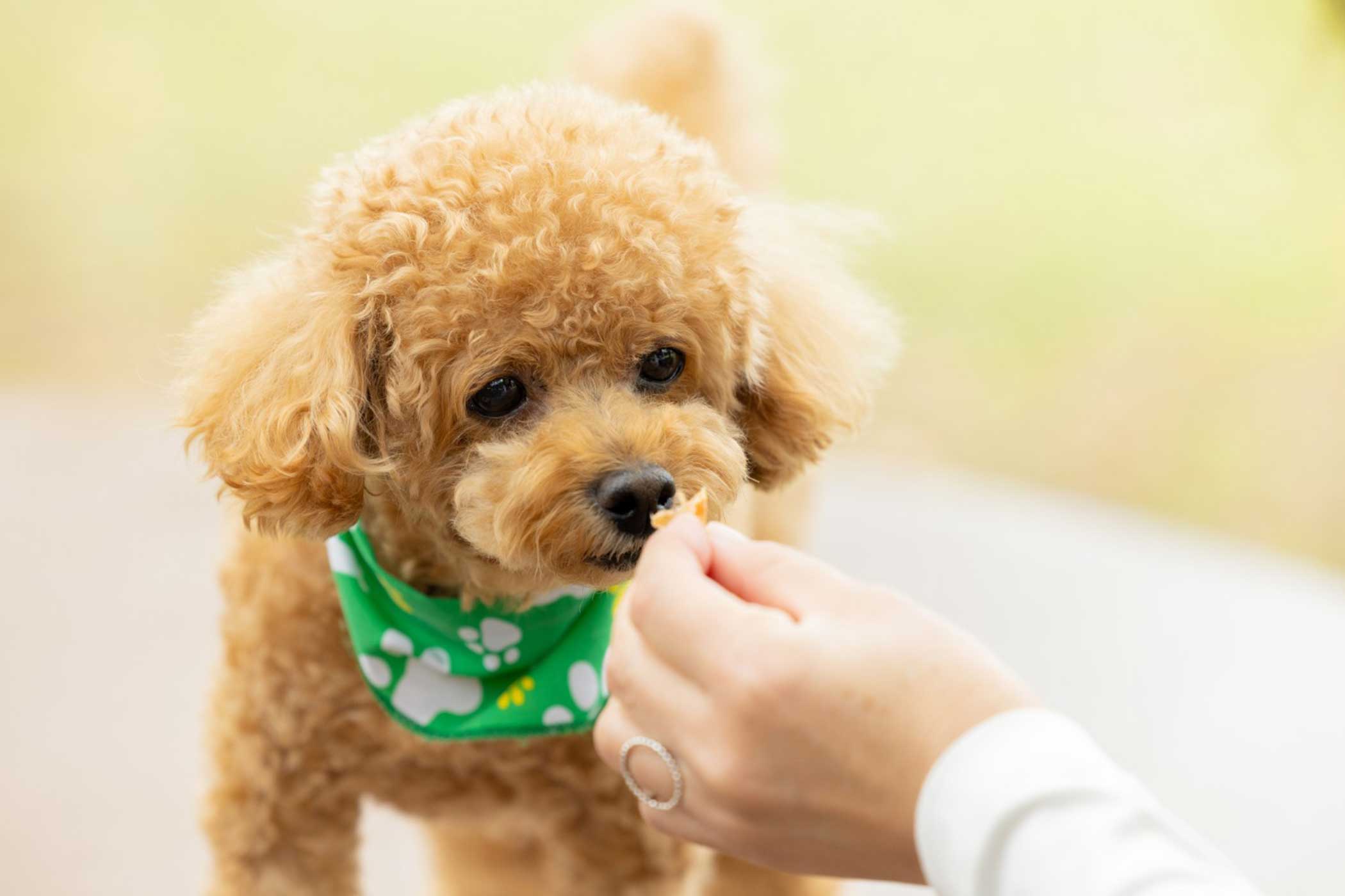 ギャラクシーグランピングドッグプレミアム